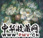 邵晶坤 1993年作 富贵—花卉 布面油画
