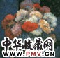 邵晶坤 鸡冠花