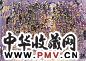 王云鹤 2005年作 古镇之恋 彩墨 纸本