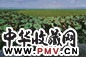 2002年 黄铭昌 荷塘小憩—荷禾(和合)系列 亚麻布