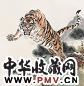 姚少华 猛虎图(腾虎) 立轴 设色纸本