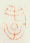 《毛子》