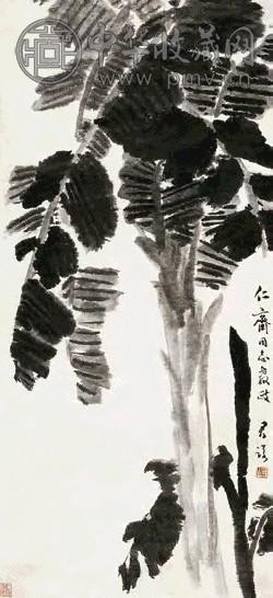 潘君诺 芭蕉 片