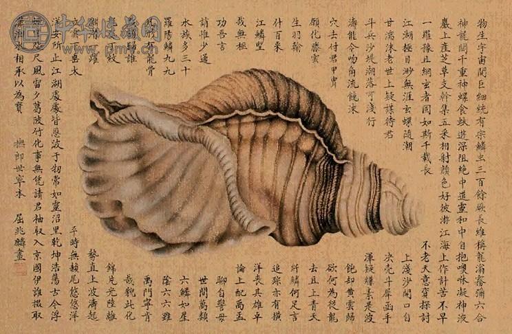 屈兆麟 摹朗士宁海螺图 镜心 设色绢本
