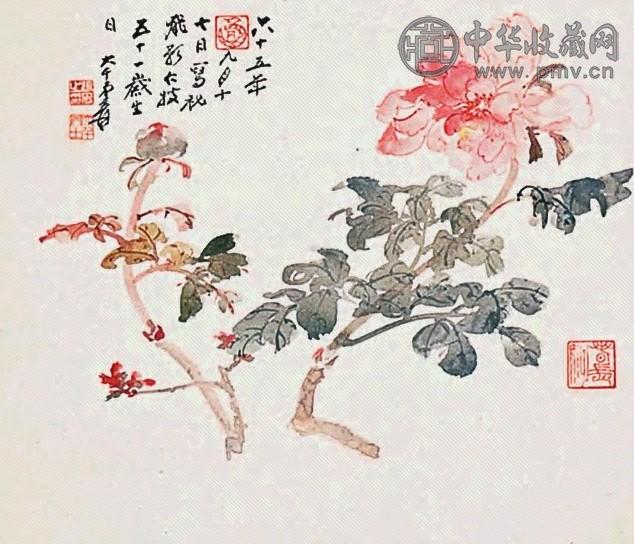 张大千 1976年作 牡丹 镜心 设色纸本