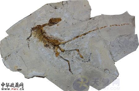 朝阳化石-中华龙鸟。