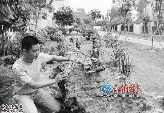 1.5亿年的侏罗纪巨型木化石