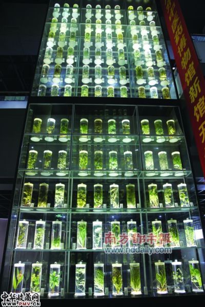 10米中草药标本墙