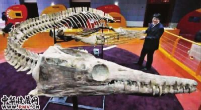 双臼椎龙是一种已灭绝的海生爬行动物 本报记者 孙中钦 摄