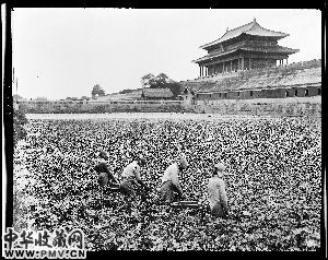 《筒子河里采莲子》 　　这张照片拍摄于1917年至1919年，工人们正站在河里采摘莲蓬。据专家推断，这些工人应该是受雇于皇室的。当时为了维持清朝末代皇室的日常开销，皇家宫苑中的一些林木水塘“承包”给了工人，以获取收益。