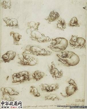 达芬奇作品：猫、和爱狮子、尔兰龙，巡展1513-18。收藏