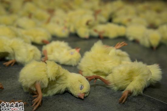 黎薇个展：描述死亡呈现真实的残酷 收藏资讯