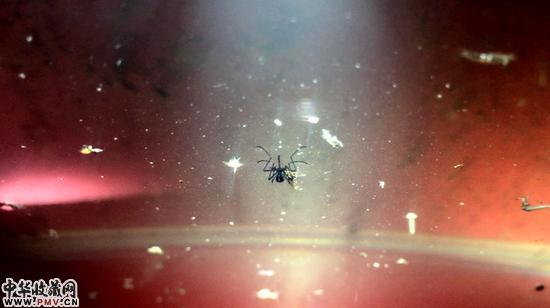 许翔作品《异共》截屏