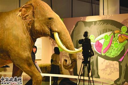 “大地巨子”临展昨开幕，大地观众与大象“亲密接触”。巨临　/晨报记者　陈征