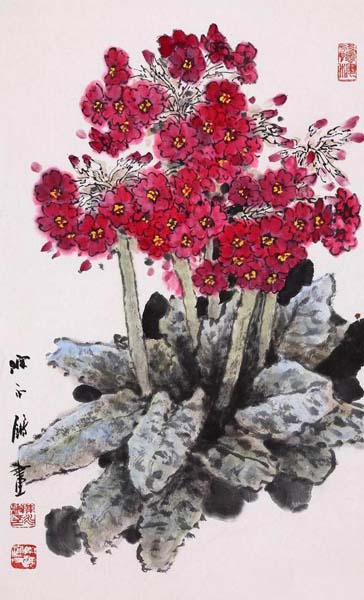 报春花