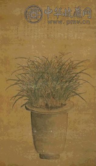 薛素素 盆兰 轴