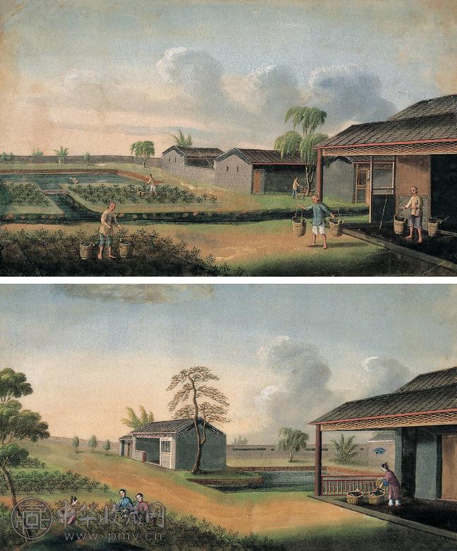 十九世纪末 通草画 产茶图 通草纸上 水彩