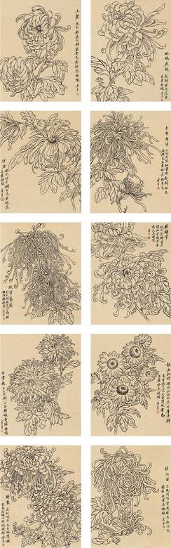陶冷月 白描菊花(10幅) 纸本 白描