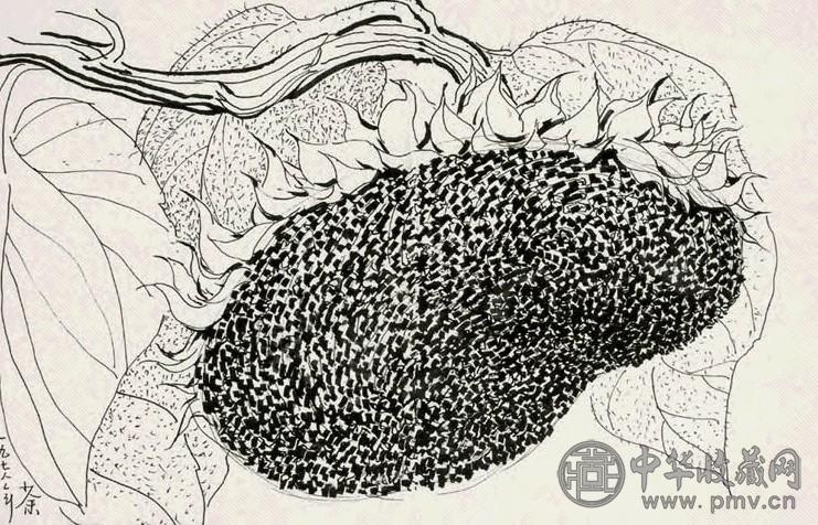 吴冠中 1978年 向日葵 纸上钢笔、墨